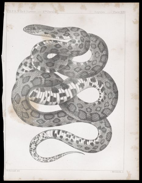 Reptiles. - Plate XXII.