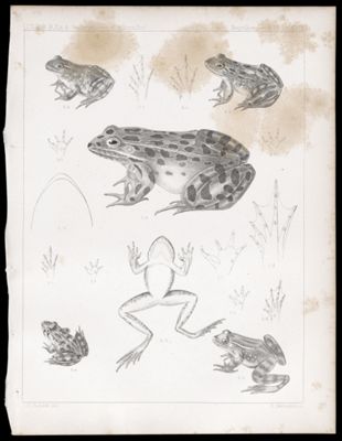 Reptiles. - Plate XXIX.