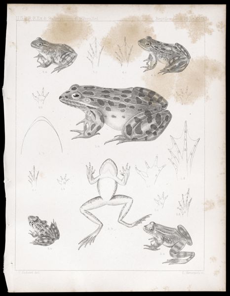 Reptiles. - Plate XXIX.