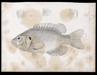 Fishes. - Plate I.