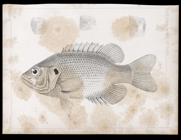 Fishes. - Plate I.