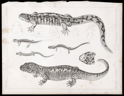 Reptiles. - Plate XXXI.