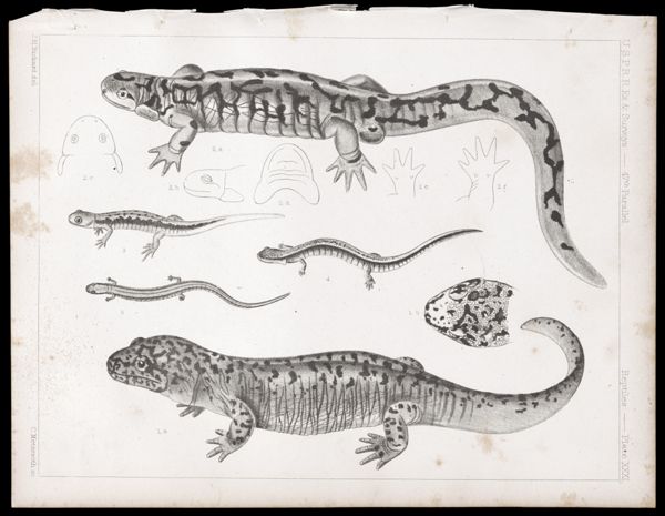 Reptiles. - Plate XXXI.
