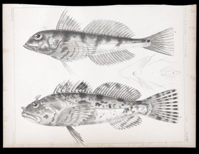 Fishes. - Plate XVI.