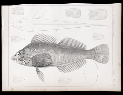 Fishes. - Plate XIX.