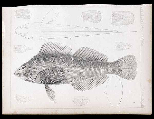 Fishes. - Plate XIX.