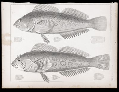 Fishes. - Plate XX.