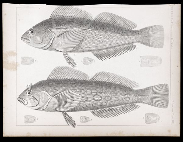 Fishes. - Plate XX.