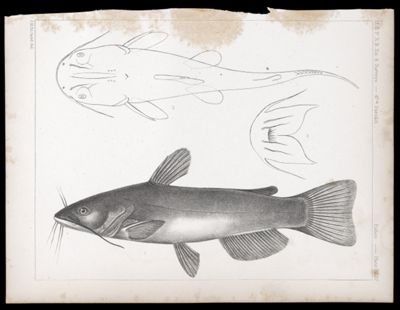 Fishes. - Plate XLIV.