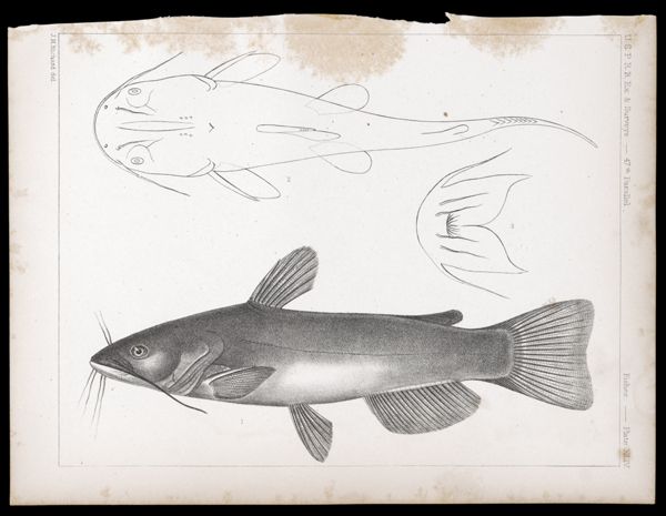 Fishes. - Plate XLIV.