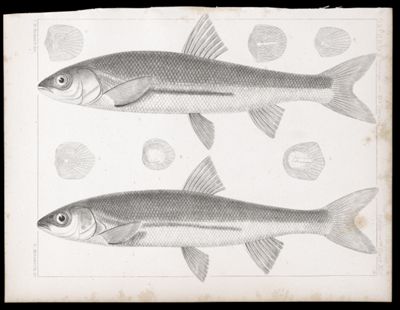 Fishes. - Plate XLV.