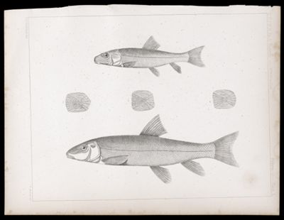 Fishes. - Plate L.