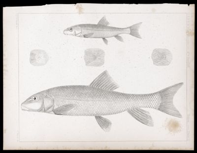Fishes. - Plate LI.