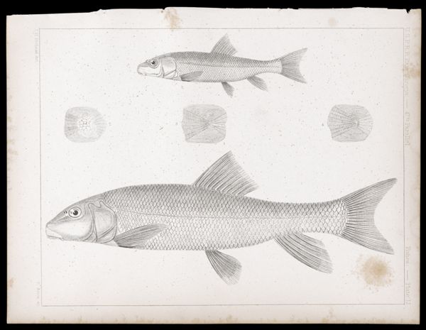 Fishes. - Plate LI.