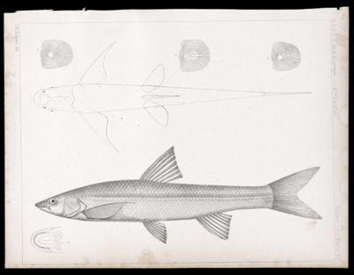 Fishes. - Plate LV.