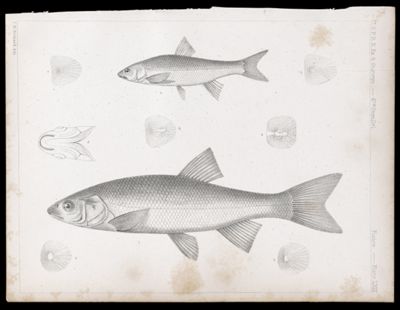 Fishes. - Plate LXIII.