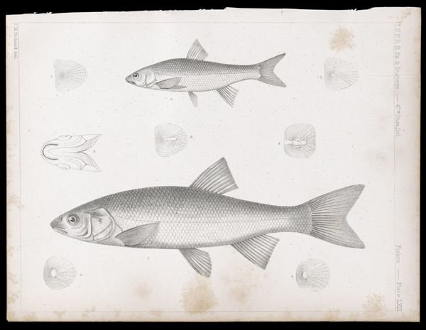 Fishes. - Plate LXIII.