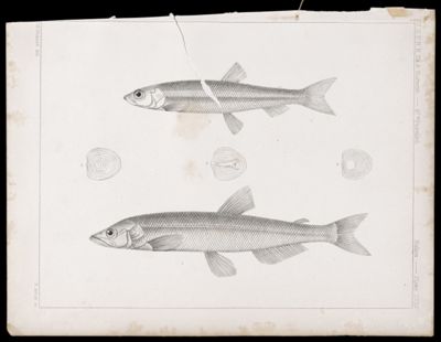 Fishes. - Plate LXXV.