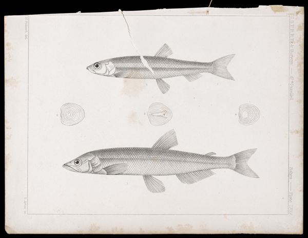 Fishes. - Plate LXXV.