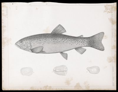 Fishes. - Plate LXXII.
