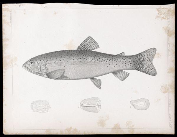 Fishes. - Plate LXXII.