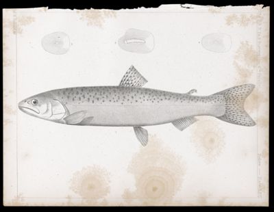 Fishes. - Plate LXVII.