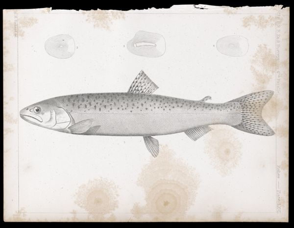 Fishes. - Plate LXVII.