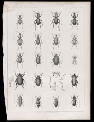 Insects. - Plate I.