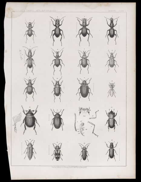 Insects. - Plate I.