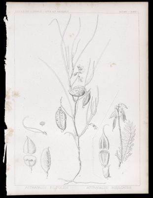 Botany. - Plate I. Astragalus filifolius, Astragalus bisulcatus