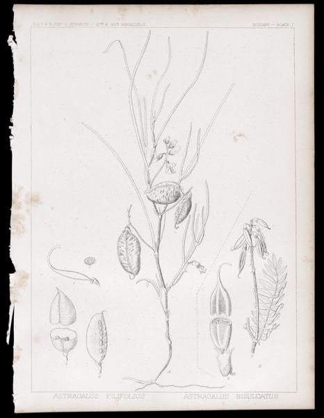 Botany. - Plate I. Astragalus filifolius, Astragalus bisulcatus