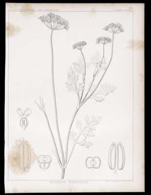 Botany. - Plate II. Musenium divaricatum