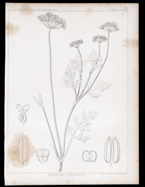 Botany. - Plate II. Musenium divaricatum
