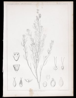 Botany. - Plate III. Endolepis suckleyi