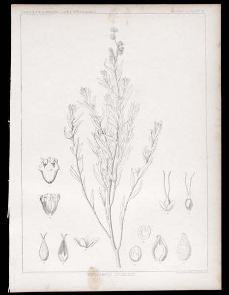Botany. - Plate III. Endolepis suckleyi