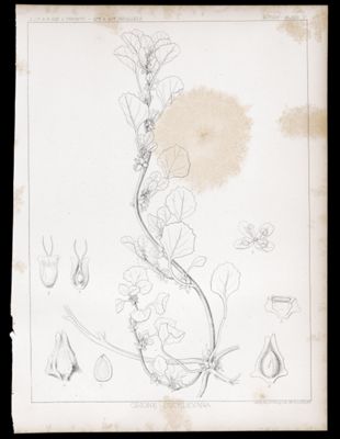Botany. - Plate IV. Obione suckleyana