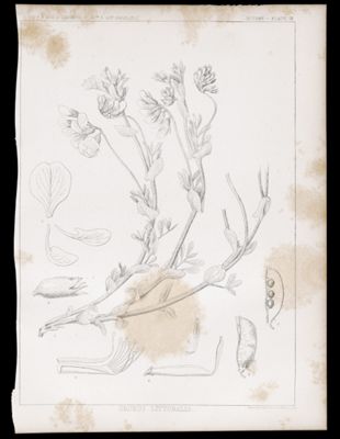 Botany. - Plate VI. Orobus littoralis