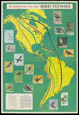 My Weekly Reader News Map Bird Flyways / United States