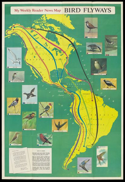 My Weekly Reader News Map Bird Flyways / United States