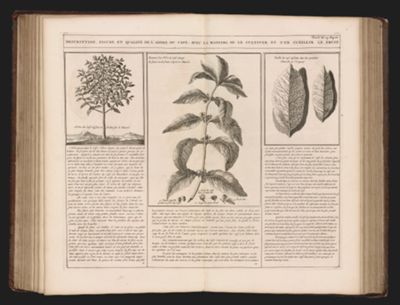 Description, figure, et qualité de l'Arbre du café; avec la maniere de le cultiver et d'en cueillir le fruit.