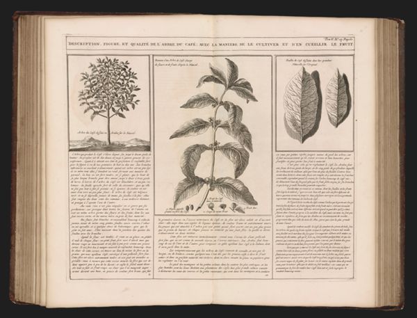 Description, figure, et qualité de l'Arbre du café; avec la maniere de le cultiver et d'en cueillir le fruit.