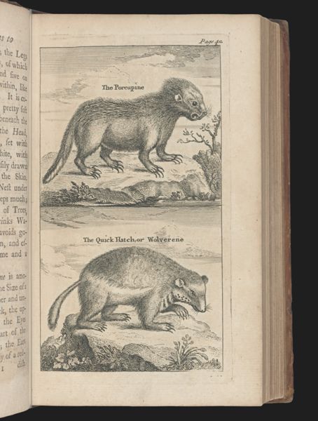 The Porcupine, The Quick Hatch or Wolverine