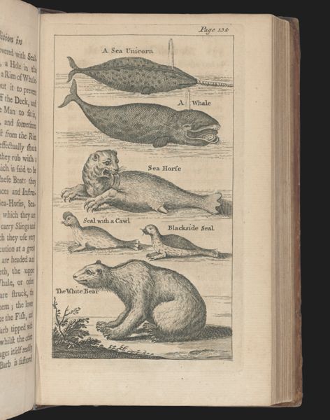 A Sea Unicorn, A Whale, Sea Horse, Seal with a crawl, Blackside Seal, The White Bear