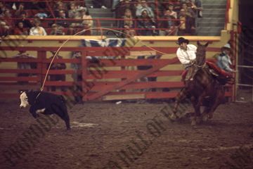 Calf Roping