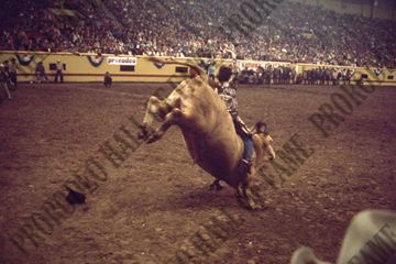 Bull Riding
