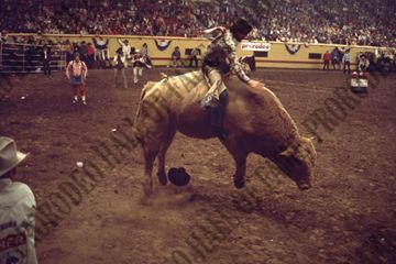 Bull Riding