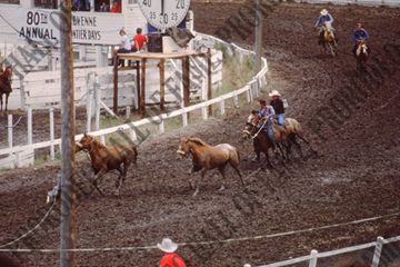 Wild Horse Racing