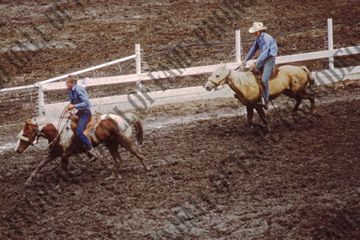 Wild Horse Racing