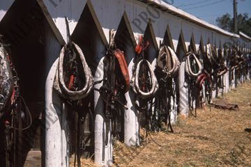Harnesses