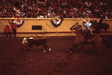 Calf Roping